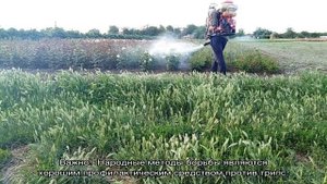 Трипсы на розах — как избавиться от паразитов