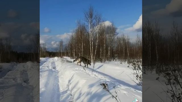 В ожидании весны