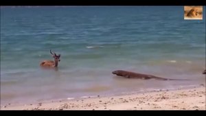 вараны охотятся