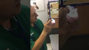 На приёме говорящий Попугай Лорикет.