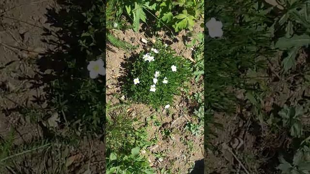 Arenaria Arctic Compact