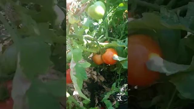 Томат "Большая мамочка"