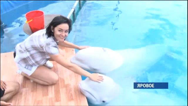 Третье лето подряд в Яровом работает московский дельфинарий