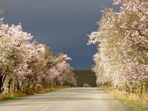 Цветущая миндальная аллея Солнечной Долины. Март.