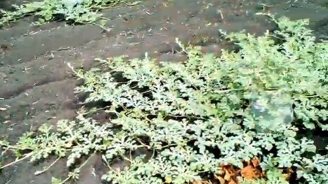 Арбузы в среднем поволжье .Начало цветения . смотреть онлайн