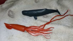 Organism of the week' Giant Squid