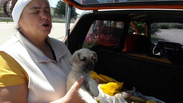 Спасибо за помощь приюту 2 смотреть онлайн