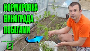 НОРМИРОВКА ВИНОГРАДА ПОБЕГАМИ. ВЫРАЩИВАНИЕ ВИНОГРАДА В ТЕПЛИЦЕ. СЕВЕРНЫЙ ВИНОГРАДНИК