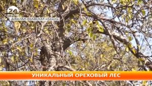 В долине Арсланбоб произрастает древний ореховый лес