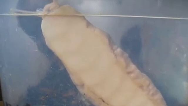 Движение мышц улитки ахатина смотреть онлайн