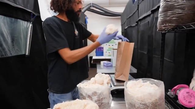 Сбор грибов ежовик гребенчатый, Львиная грива Переклад Central Mushroom Farm смотреть онлайн