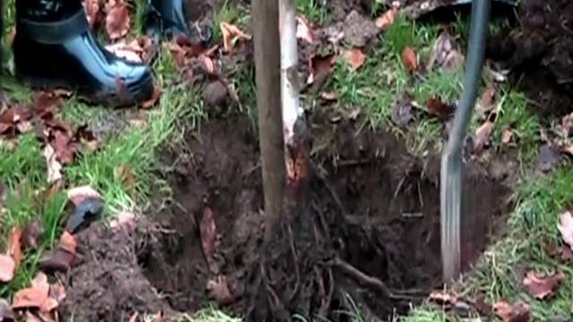 Tree Planting   Bareroot  Betula pendula "Tristis"