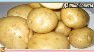 Не советую тратить на этот картофель лишнее время Топ 4 худших сорта картофеля Дачные Советы