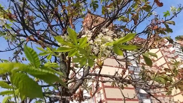 Осенью снова цветут каштаны смотреть онлайн