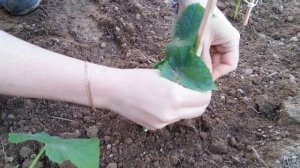 Как и когда подвязывать огурцы