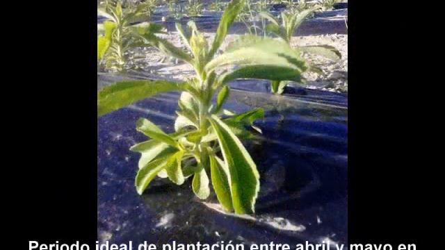 Cultivo stevia смотреть онлайн