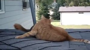 Кошка против белки (cat vs squirrels)