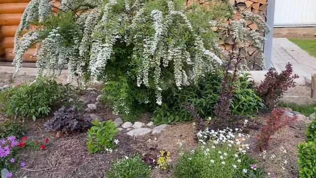 Цветочная палитра мая/ стригу кустарники/ Ленинградская область смотреть онлайн