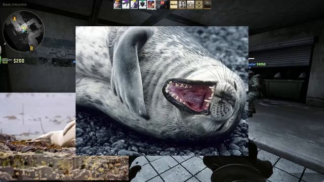 TheOneShow - покатушки#4 Леонардо ДиКаприо и Лысый из Brazzers в CS:GO смотреть онлайн