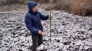 Сеялка точного высева . Пистолет для посадки кукурузы, огурцов, тыквы. Сладкая кукуруза Добрыня F 1