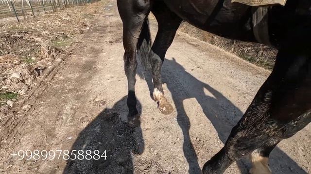 Тошкентда Российский от сотилади! Российские породы лошадей! смотреть онлайн