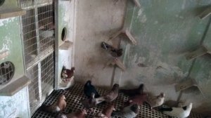 #Голуби #Беларусии   Бойные голуби Владимира в Беларуси!