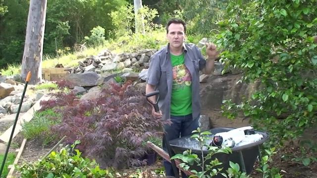 How to renovate a Camellia смотреть онлайн