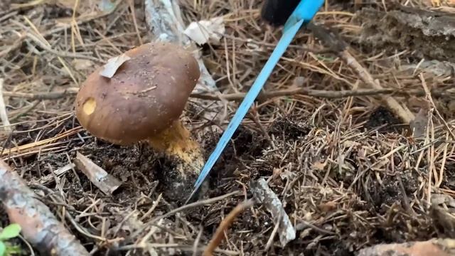 Насобирали младенцев белых грибов. Полячки в дубовом гаю Удачная тихая охота 26 ноября. Винница 202 смотреть онлайн