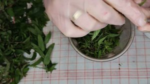 ЗАГОТОВКА МЯТЫ НА ЗИМУ