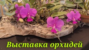 Выставка орхидей.