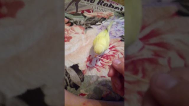 Он съел своё говно смотреть онлайн