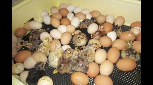 Цыплята. 21 день инкубации куриных яиц. Вывод цыплят