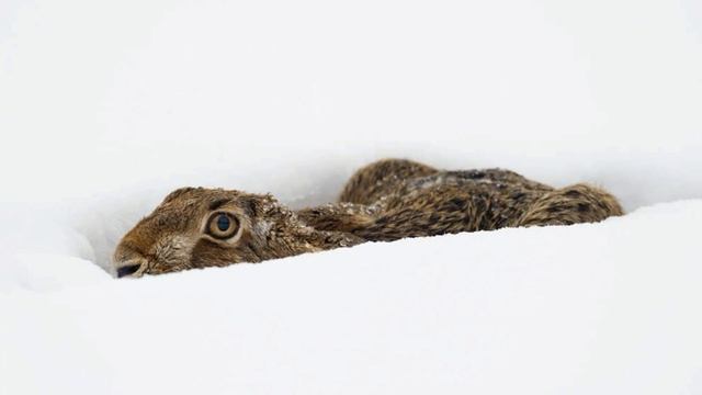 Звери Вятского края зимой. Природоведческий четверг серия 13 смотреть онлайн