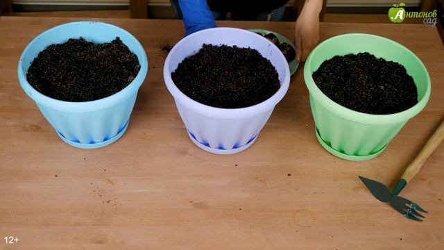 Пора сажать цветы к 8 марта! Выгонка тюльпанов, нарциссов и гиацинтов смотреть онлайн