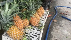 Обзор района Онг Ланг (Ong Lang) на Фукуоке