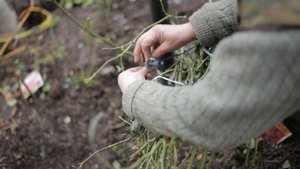 Как правильно укрыть розы на зиму