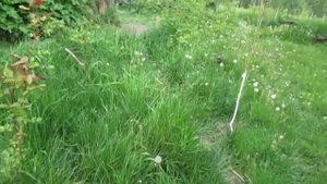 Куры и утки на даче