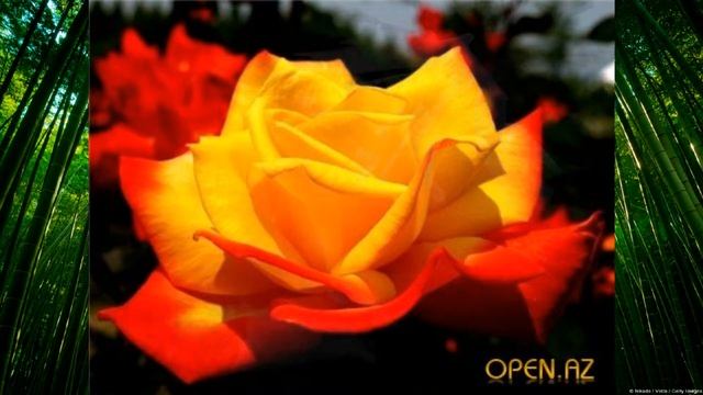 розы смотреть онлайн