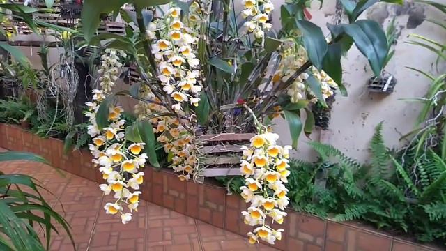 COMO TER ESSA SUPER FLORAÇÃO! Dendrobium Thirsiflorum! смотреть онлайн