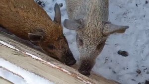 Мангалицы зимой в - 30 на улице