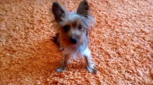 КАКИЕ КОМАНДЫ ЗНАЕТ МОЙ ЙОРК? Как проходило обучение командам щенка и взрослой собаки? Часть 1.