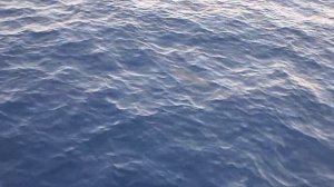 Египет / Дельфины в Красном море / Шарм эль Шейх