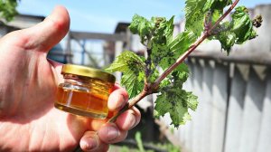 Тля тает на глазах после этого! В советской газете вычитала 4 способа борьбы с тлей!