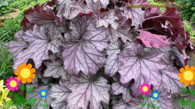 Гейхера Спеллбаунд. Краткий обзор, описание характеристик, где купить рассада heuchera Spellbound смотреть онлайн