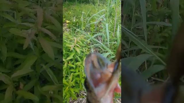 Неплохой улов Щуки .Щука атакует. смотреть онлайн