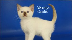 Тайская девочка Yeseniya Gamlet, 1,5 месяца