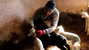 Кормим ягнят отказников. Нужна ли специальная поилка??!