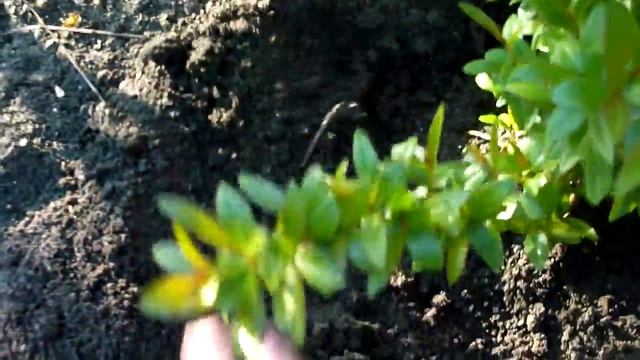 Гранат пережил зиму. гранат из семян. смотреть онлайн