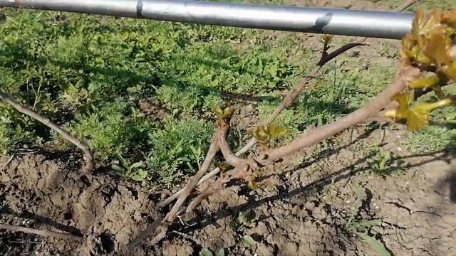 Заканчиваю работы по монтажу шпалеры для винограда. смотреть онлайн