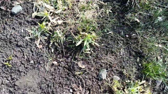 Весна, первоцветы. смотреть онлайн